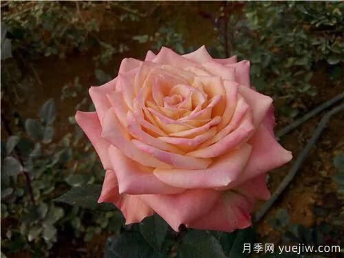 談?wù)勚袊?guó)月季的發(fā)展史，致敬中國(guó)的月季育種家前輩們！(圖53)