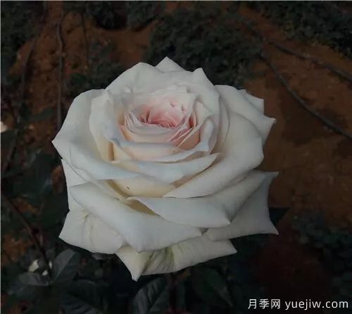 談?wù)勚袊?guó)月季的發(fā)展史，致敬中國(guó)的月季育種家前輩們！(圖54)