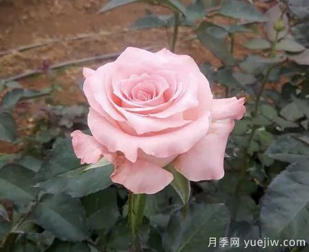 談?wù)勚袊?guó)月季的發(fā)展史，致敬中國(guó)的月季育種家前輩們！(圖55)