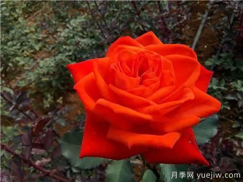 談?wù)勚袊?guó)月季的發(fā)展史，致敬中國(guó)的月季育種家前輩們！(圖56)