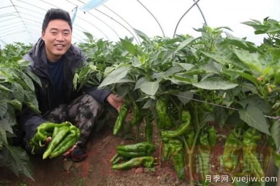 商丘永城：辣椒滿枝頭 農民喜豐收(圖1)