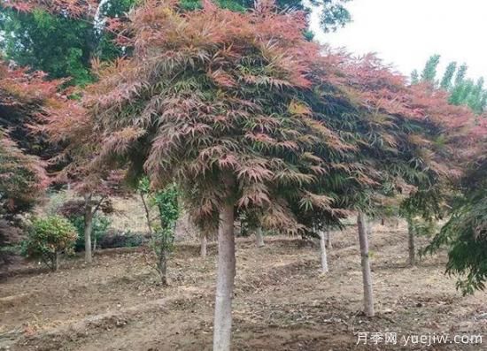 11月下旬熱門苗木市場(chǎng)價(jià)格一覽(圖2)