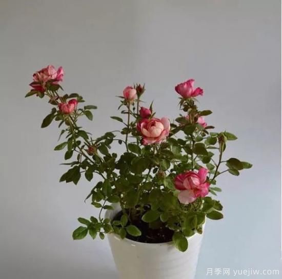 談?wù)勚袊?guó)月季的發(fā)展史，致敬中國(guó)的月季育種家前輩們！(圖58)