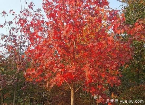 11月下旬熱門苗木市場(chǎng)價(jià)格一覽(圖4)