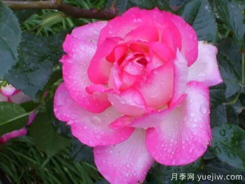 談?wù)勚袊?guó)月季的發(fā)展史，致敬中國(guó)的月季育種家前輩們！(圖59)