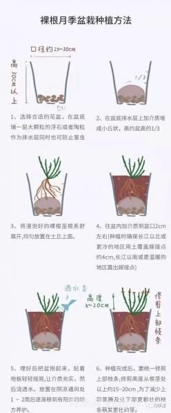 入手月季裸根苗正當(dāng)時，冬季栽種掌握4個關(guān)鍵點(diǎn)(圖4)