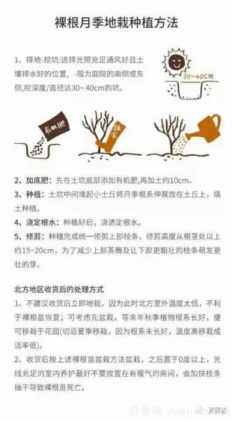 入手月季裸根苗正當(dāng)時，冬季栽種掌握4個關(guān)鍵點(diǎn)(圖5)