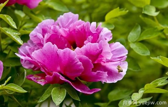 冬季養(yǎng)牡丹花，做好4步來年花開滿盆(圖1)
