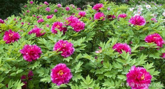 冬季養(yǎng)牡丹花，做好4步來年花開滿盆(圖2)
