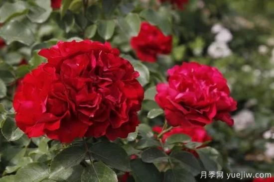 談?wù)勚袊?guó)月季的發(fā)展史，致敬中國(guó)的月季育種家前輩們！(圖62)