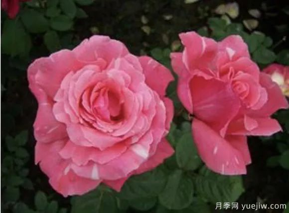 談?wù)勚袊?guó)月季的發(fā)展史，致敬中國(guó)的月季育種家前輩們！(圖63)