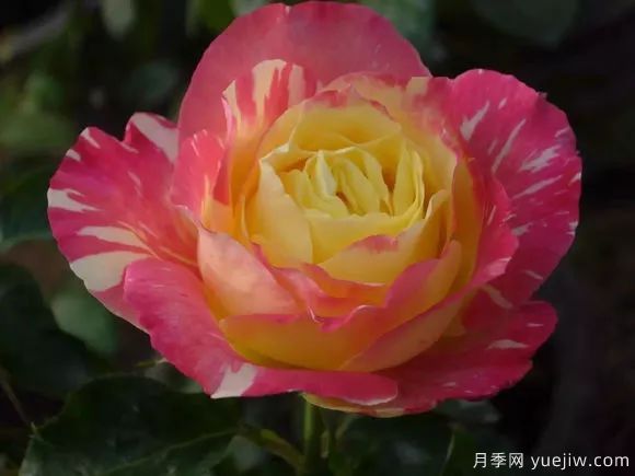 談?wù)勚袊?guó)月季的發(fā)展史，致敬中國(guó)的月季育種家前輩們！(圖66)