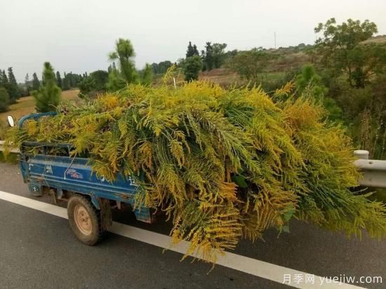 加拿大一枝黃花入侵我國15省，生態(tài)殺手要鏟除(圖2)