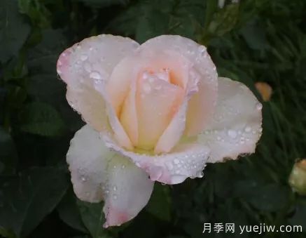談?wù)勚袊?guó)月季的發(fā)展史，致敬中國(guó)的月季育種家前輩們！(圖64)