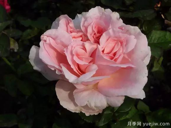談?wù)勚袊?guó)月季的發(fā)展史，致敬中國(guó)的月季育種家前輩們！(圖65)