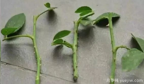 為什么月季扦插總是黑桿？掌握必備要素就成功(圖3)