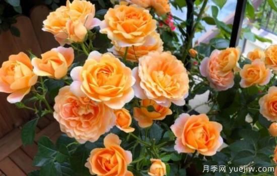 開花機(jī)器果汁陽臺月季，冬日盆栽做到開花旺盛(圖1)