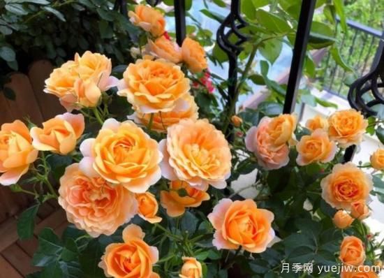 開花機(jī)器果汁陽臺月季，冬日盆栽做到開花旺盛(圖3)
