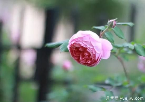 常見的18種藤本月季優(yōu)缺點(diǎn)，對(duì)號(hào)入座選擇(圖5)