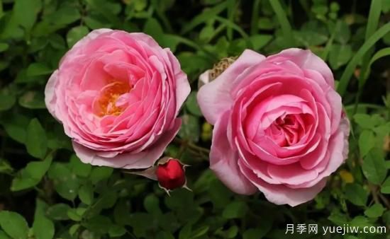 常見的18種藤本月季優(yōu)缺點(diǎn)，對(duì)號(hào)入座選擇(圖6)
