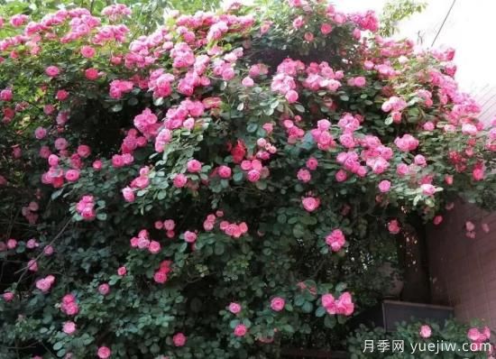 常見的18種藤本月季優(yōu)缺點(diǎn)，對(duì)號(hào)入座選擇(圖8)
