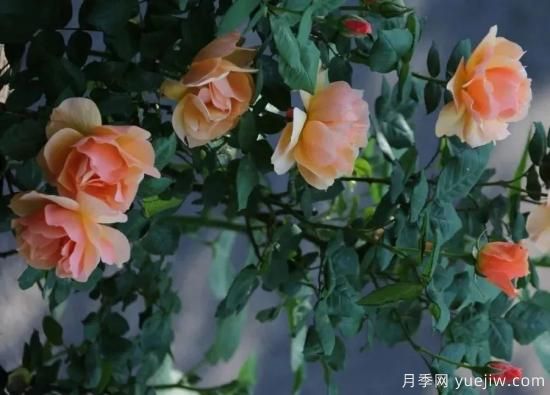 常見的18種藤本月季優(yōu)缺點(diǎn)，對(duì)號(hào)入座選擇(圖9)