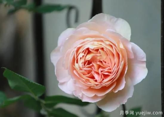 常見的18種藤本月季優(yōu)缺點(diǎn)，對(duì)號(hào)入座選擇(圖10)