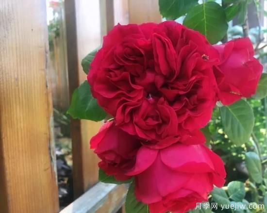 常見的18種藤本月季優(yōu)缺點(diǎn)，對(duì)號(hào)入座選擇(圖13)