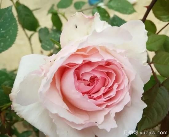 常見的18種藤本月季優(yōu)缺點(diǎn)，對(duì)號(hào)入座選擇(圖12)