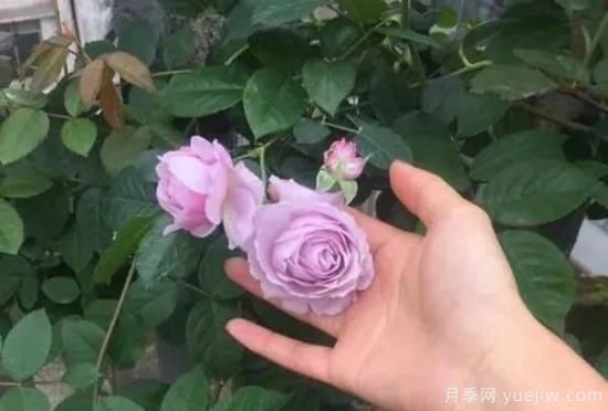 常見的18種藤本月季優(yōu)缺點(diǎn)，對(duì)號(hào)入座選擇(圖15)