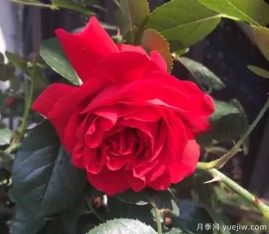 弗洛倫蒂娜、大游行、亞伯拉罕、藍(lán)色陰雨等藤本月季的優(yōu)缺點是什么？(圖1)