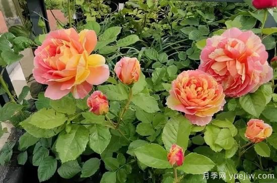 常見的18種藤本月季優(yōu)缺點(diǎn)，對(duì)號(hào)入座選擇(圖16)