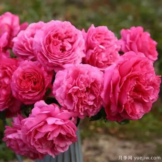 10大伊芙系列月季品種，花大濃香十分誘人(圖1)