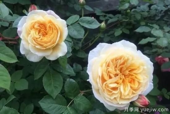 常見的18種藤本月季優(yōu)缺點(diǎn)，對(duì)號(hào)入座選擇(圖18)