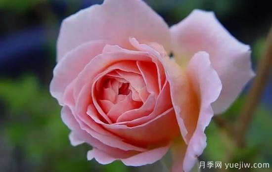弗洛倫蒂娜、大游行、亞伯拉罕、藍(lán)色陰雨等藤本月季的優(yōu)缺點是什么？(圖4)