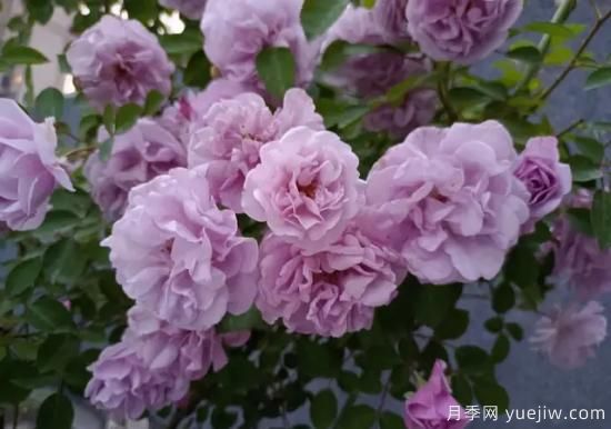 弗洛倫蒂娜、大游行、亞伯拉罕、藍(lán)色陰雨等藤本月季的優(yōu)缺點是什么？(圖5)