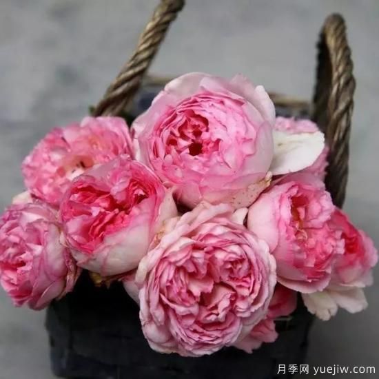 10大伊芙系列月季品種，花大濃香十分誘人(圖3)