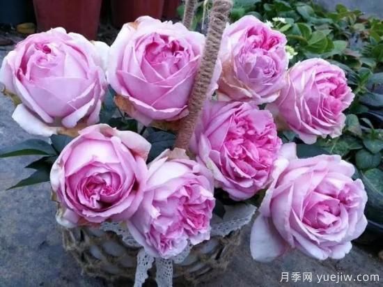 10大伊芙系列月季品種，花大濃香十分誘人(圖4)