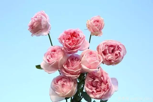 10大伊芙系列月季品種，花大濃香十分誘人(圖5)