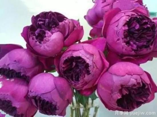 10大伊芙系列月季品種，花大濃香十分誘人(圖7)