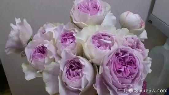 10大伊芙系列月季品種，花大濃香十分誘人(圖6)