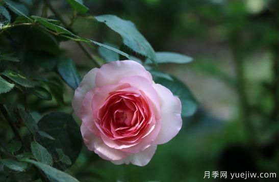 弗洛倫蒂娜、大游行、亞伯拉罕、藍(lán)色陰雨等藤本月季的優(yōu)缺點是什么？(圖6)