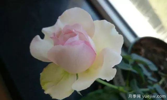 10大伊芙系列月季品種，花大濃香十分誘人(圖9)