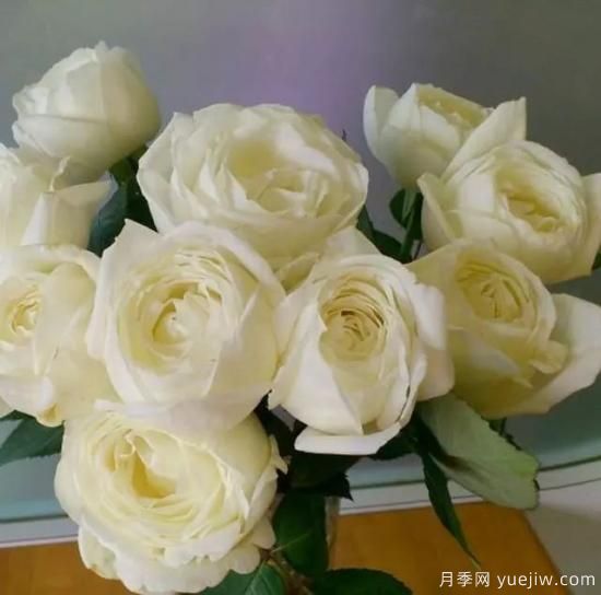 10大伊芙系列月季品種，花大濃香十分誘人(圖11)