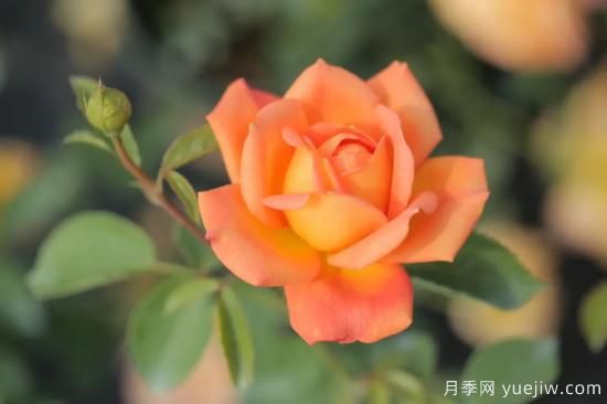 好期在四時(shí)，深?lèi)?ài)如長(zhǎng)風(fēng)，摯愛(ài)月季(圖2)