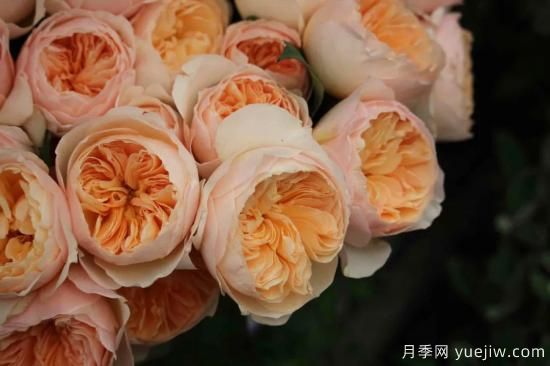 好期在四時(shí)，深?lèi)?ài)如長(zhǎng)風(fēng)，摯愛(ài)月季(圖5)