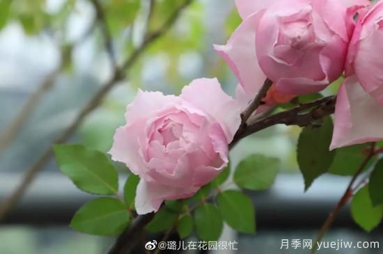 好期在四時(shí)，深?lèi)?ài)如長(zhǎng)風(fēng)，摯愛(ài)月季(圖4)