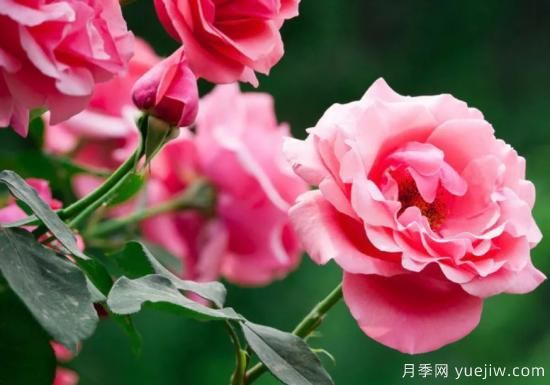 月季和玫瑰如何區(qū)分？圖解科普很詳細(圖1)