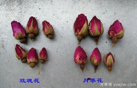 月季和玫瑰如何區(qū)分？圖解科普很詳細(圖2)