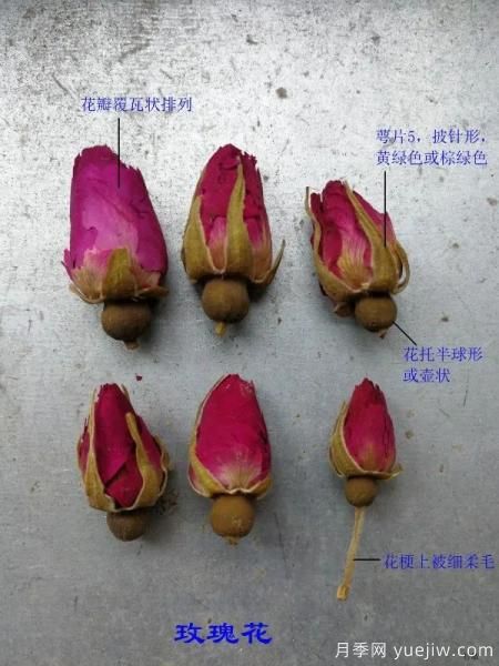 月季和玫瑰如何區(qū)分？圖解科普很詳細(圖3)